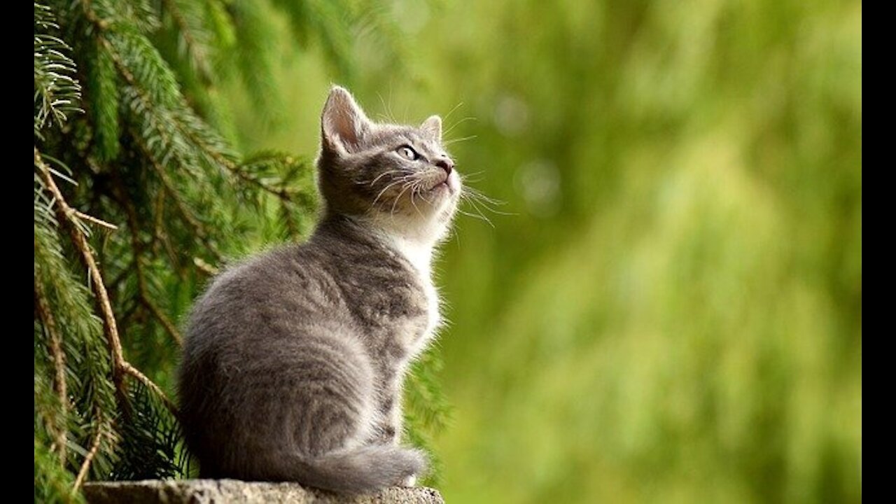 A young cat playing in the park.