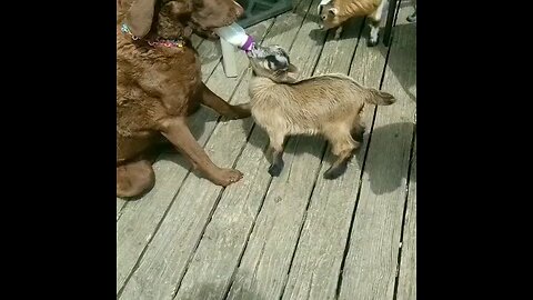 Look at how much love there is between a dog and a goat.