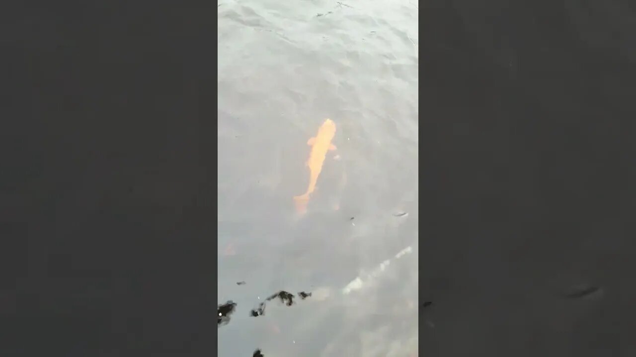 so many fish! #shorts