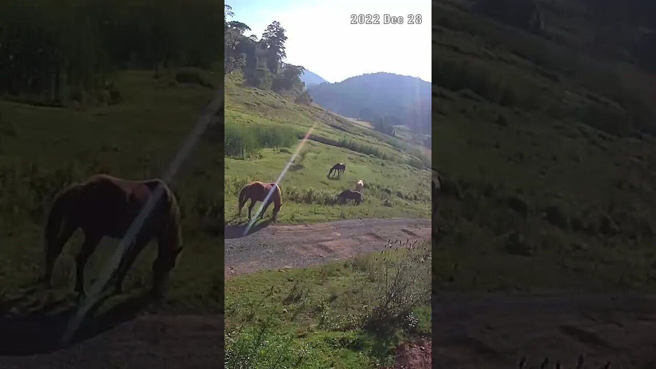 Horses in the morning