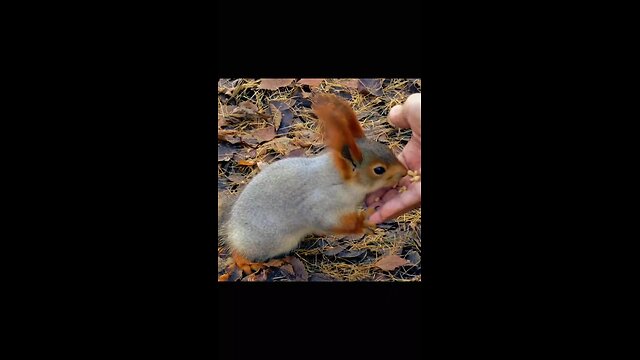 feed rabit 😊