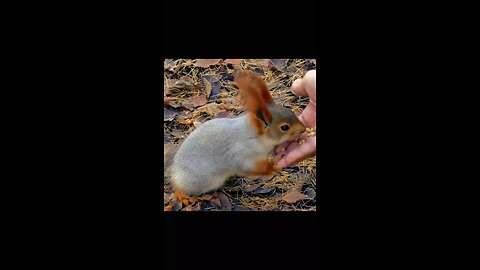 feed rabit 😊