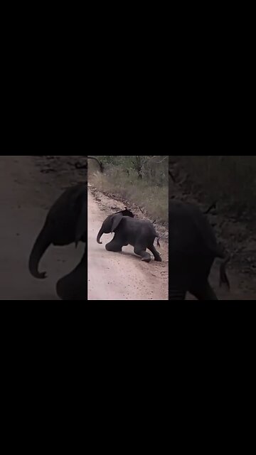 Baby Elephant Trips Up! #shorts