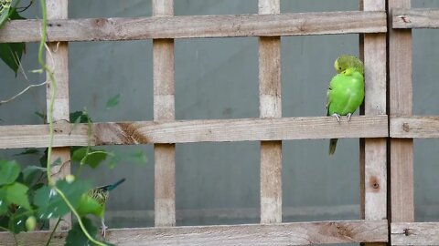 Beautiful Parrots