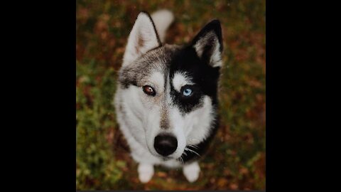 5 REASONS WHY THE FAMOUS DOG HUSKIES ARE THE WEIRDEST DOG BREED