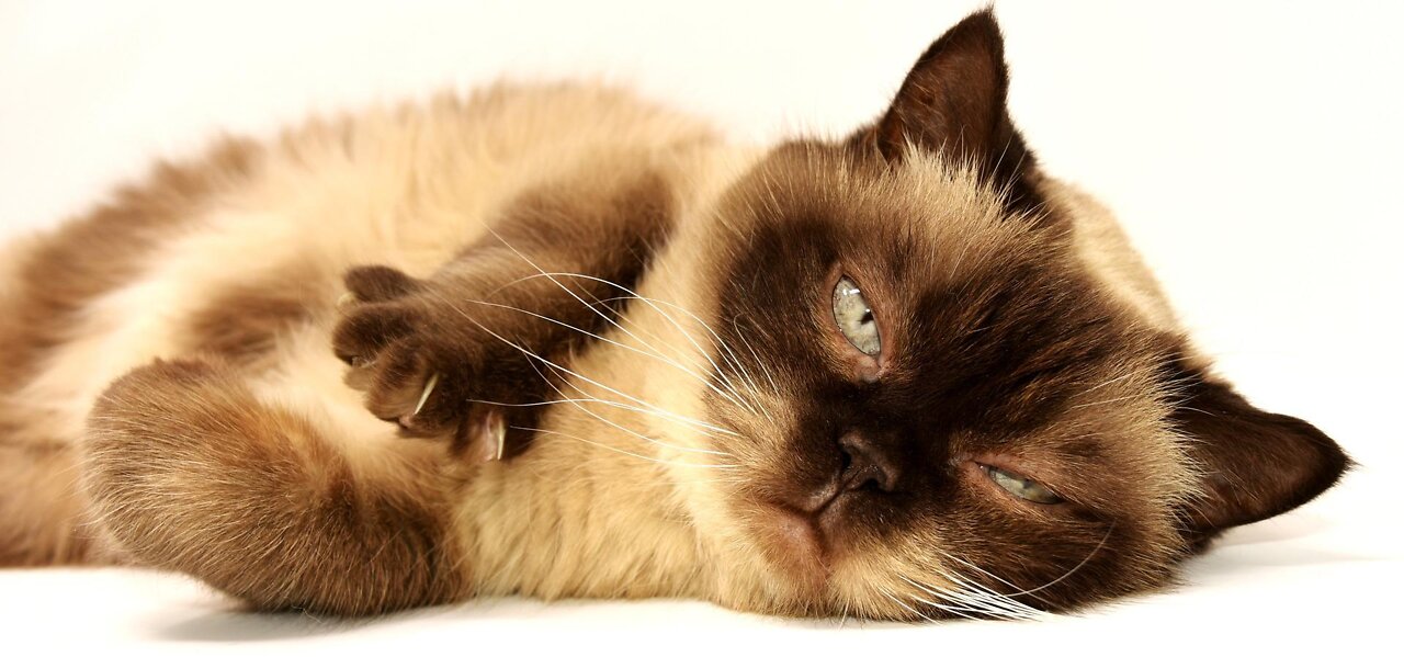Cats talking !! these cats can speak english better than hooman