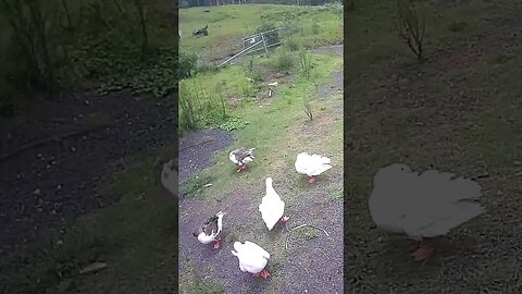 Farm Cam. gaggle of geese