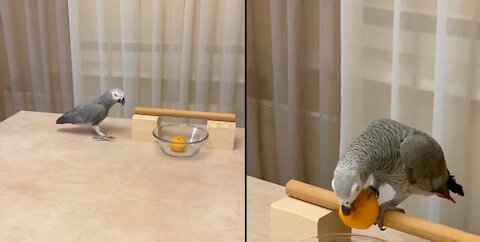Parrot steals tangerines from the table