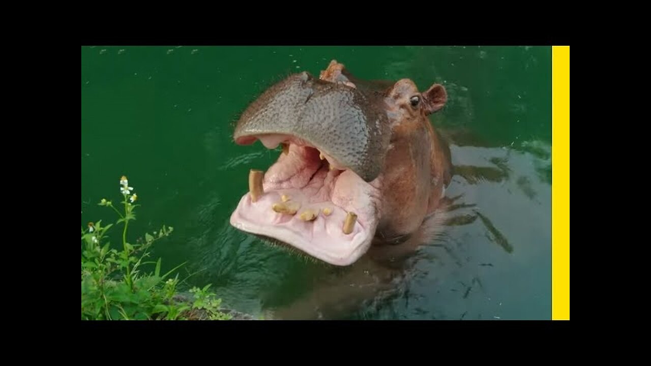 Tequila the Hippo enjoys a watermelon snack on a summer day.