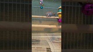 Budgie Being Too Cute!🤗 #shorts #budgies#youtubeshorts #parrots #parakeets #animallover