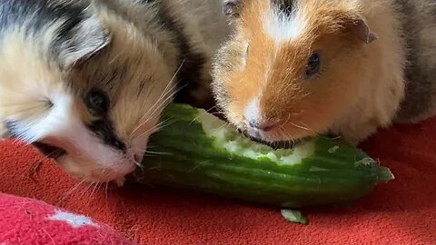 Caths Guinea Pigs is going live!