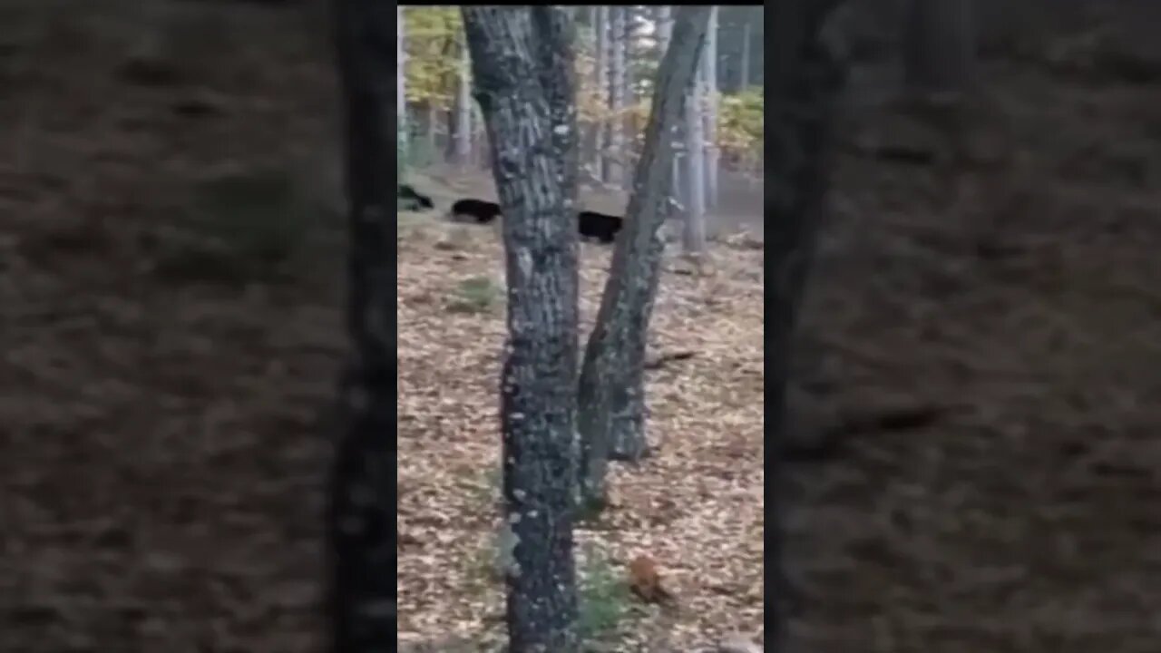 5 Cubs Walking in the Woods