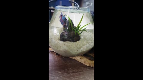 Amazing betta fish 🐟