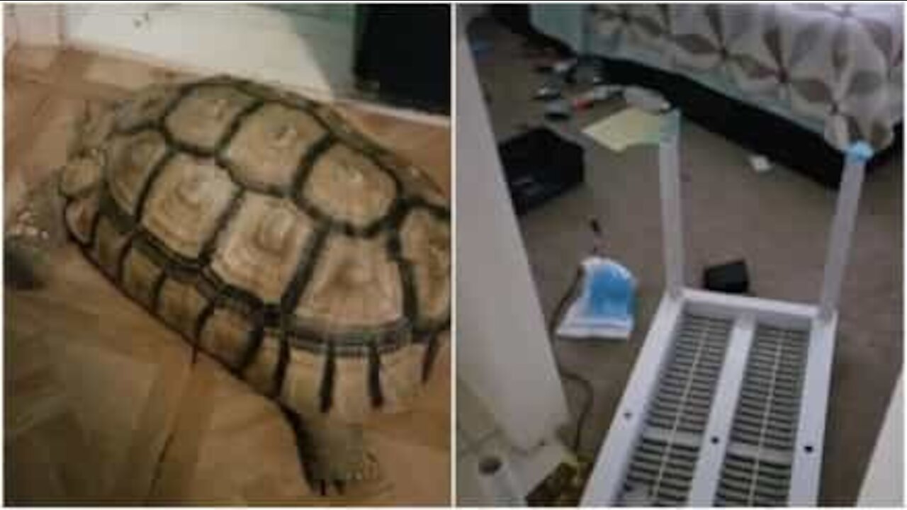 Tartaruga distrugge la casa del padrone