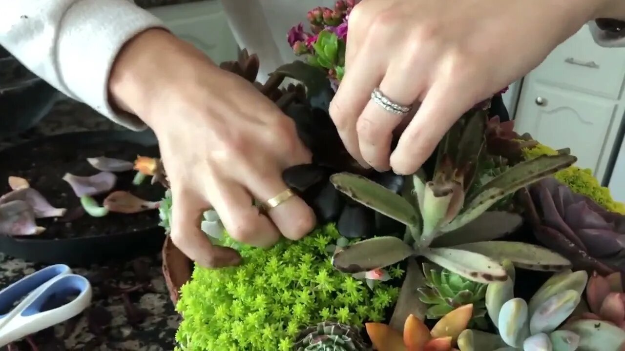 How to Propagate Succulents from Leaves