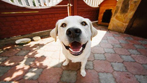 dogs nose difference between cold, wet, dry and warm nose | Super Bark