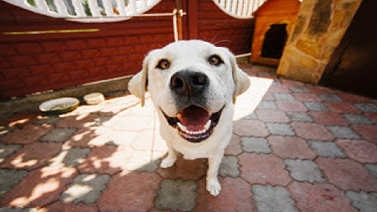 dogs nose difference between cold, wet, dry and warm nose | Super Bark