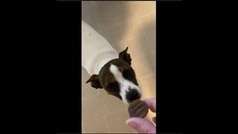 Princess reacts to Burger Minis