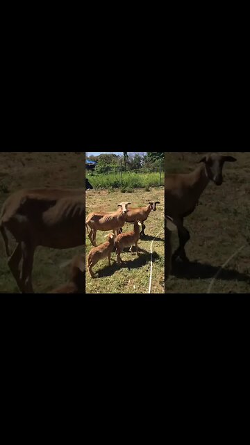 Sheep escaping the matrix