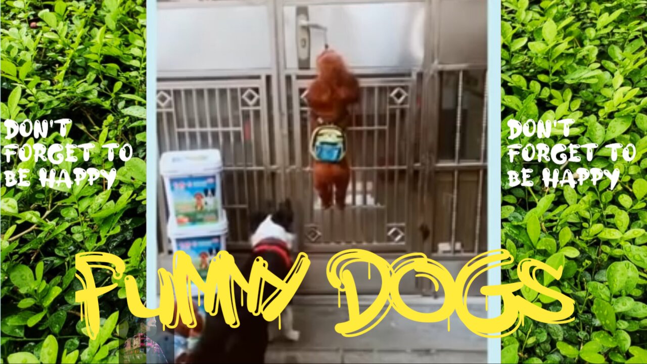 Funny Dogs Video "Don't Forget To Be Happy"