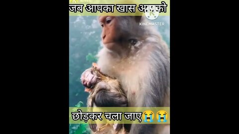 Jai shree ram shorts viral sad sadstatus trending trend trendingshorts