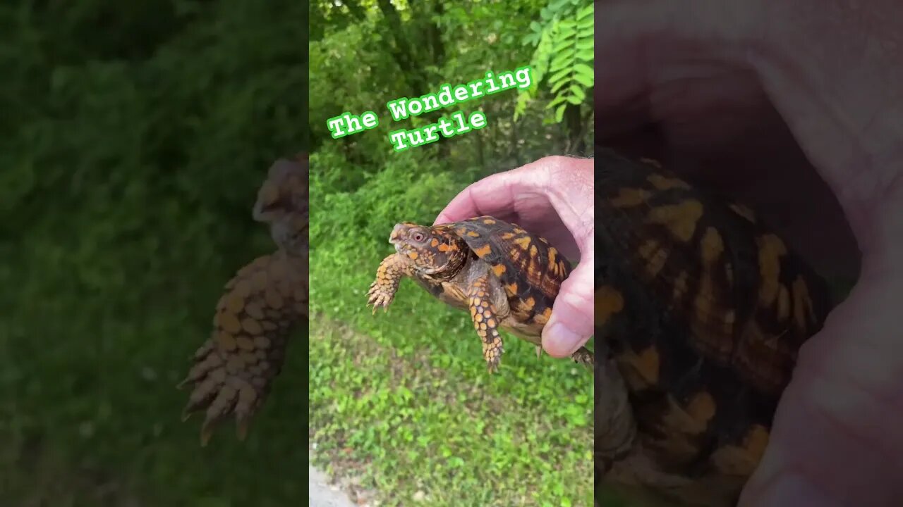 The Adventure of the Free-Spirited Eastern Box Turtle. #turtle #easternboxturtle #prepperboss