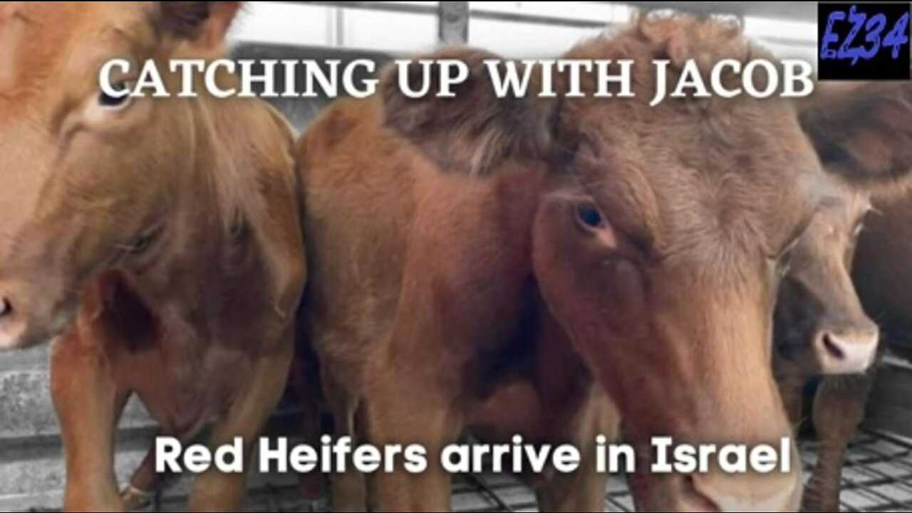 CUWJ 95: Red Heifers arrive in Israel