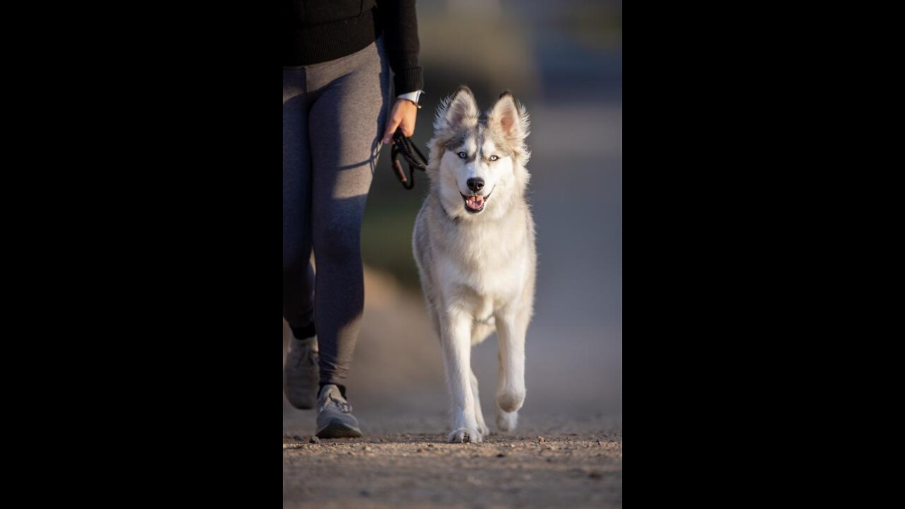 Teach ANY dog to walk nice on the leash