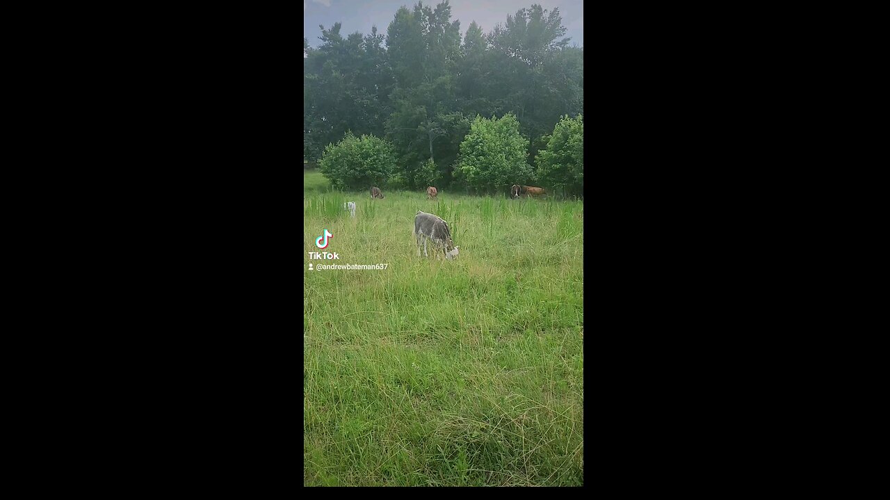 Happy cows and calves.