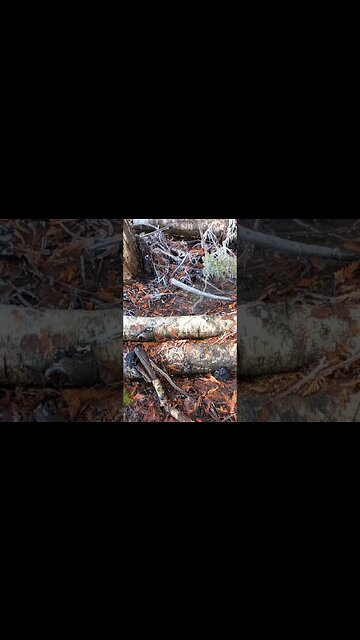 I think spring has arrived. #spring #shorts