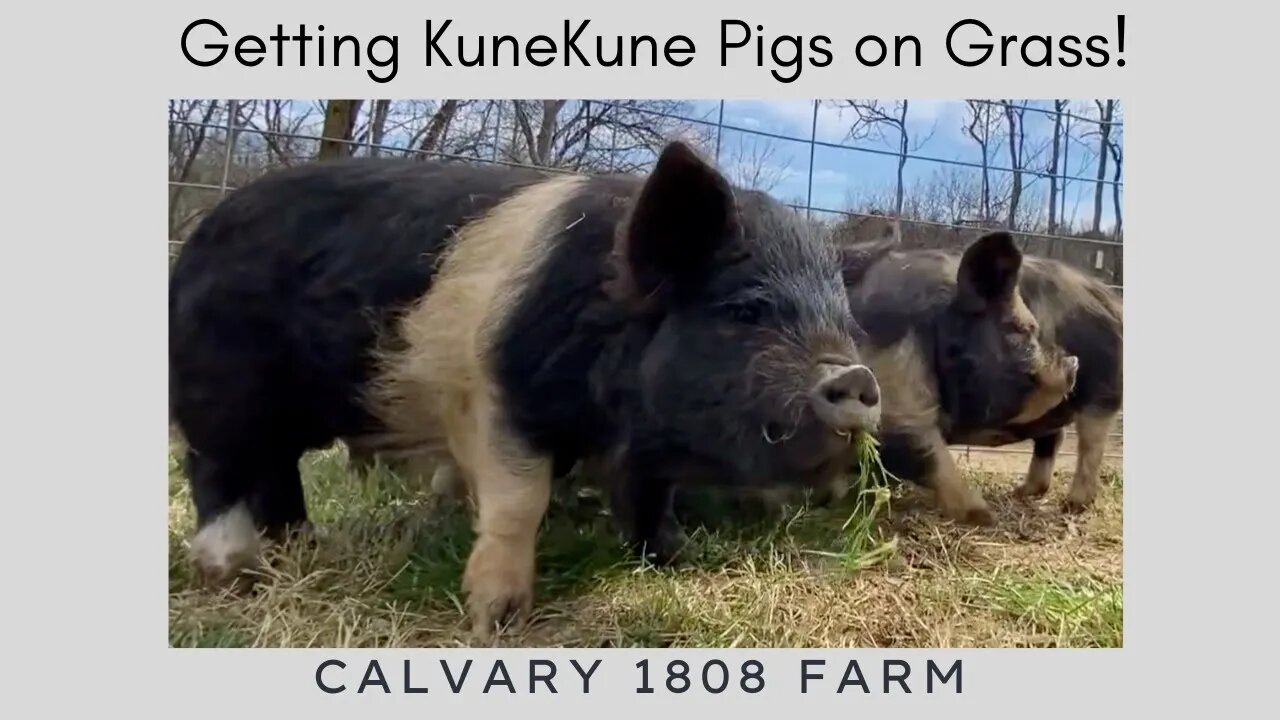 Planting Blueberries and Getting KuneKune Pigs On Grass