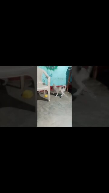 Lion ask dog for forgiveness!😱😂#dogsarelife #viral