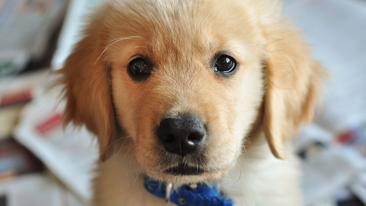 Puppy dog barking Training