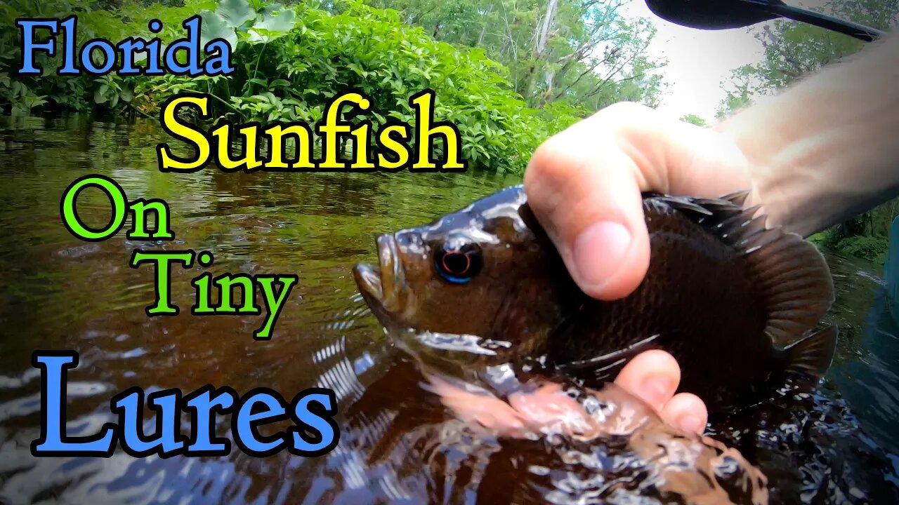 Fishing Seminole Forest: sunfish on artificials