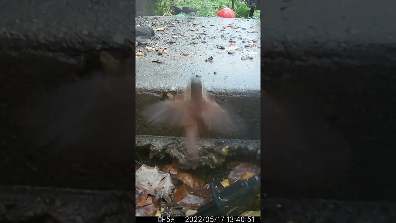 The Wren Is Out In The Rain #Shorts 🌧