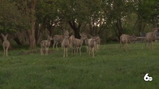 Excessive heatwaves impact on Idaho's wildlife