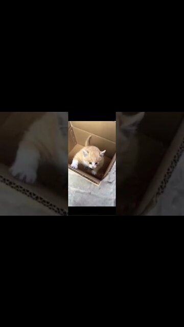 Cat looks like pitbull #cat #dog