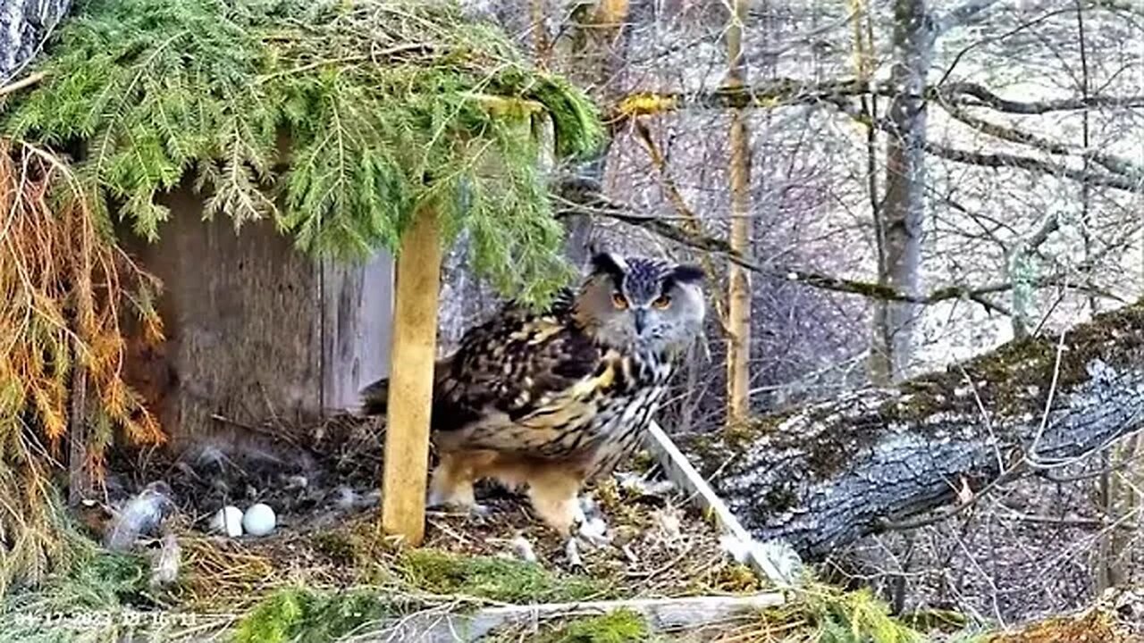 Two Breaks For Hanna 🦉 04/17/23 19:15