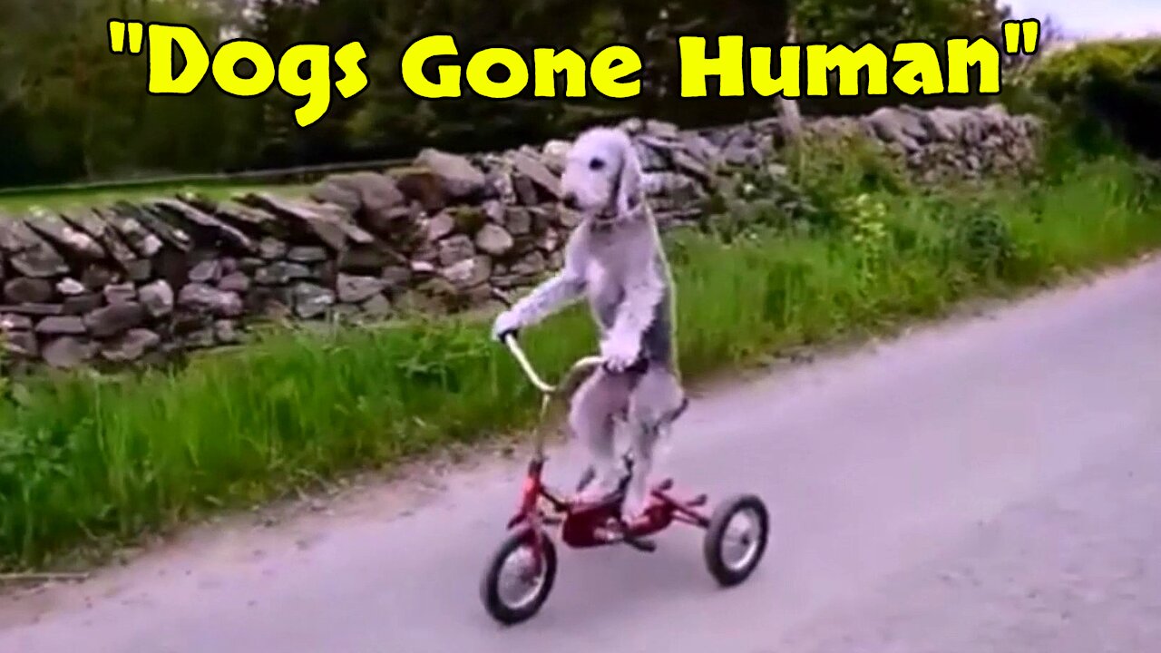 Dogs "GONE" Human