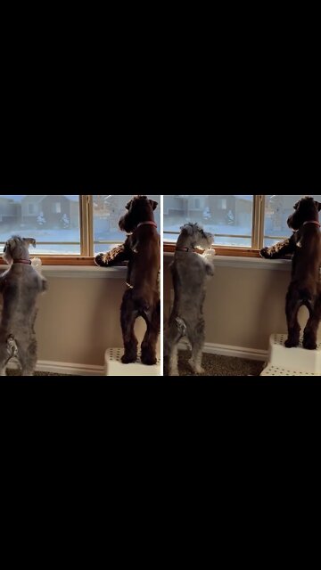 Dogs Take Neighborhood Watch Duties Very Seriously