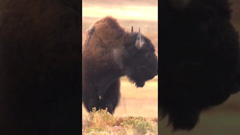 Buffalo - One Shot Drop... #shorts
