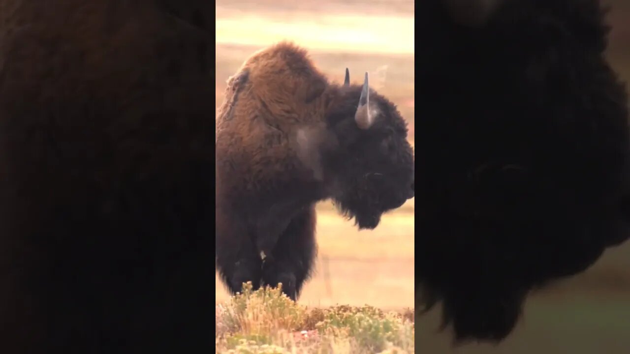 Buffalo - One Shot Drop... #shorts