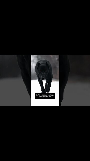 What would you do if you saw this beast walking towards you? #shorts #dog #canecorso