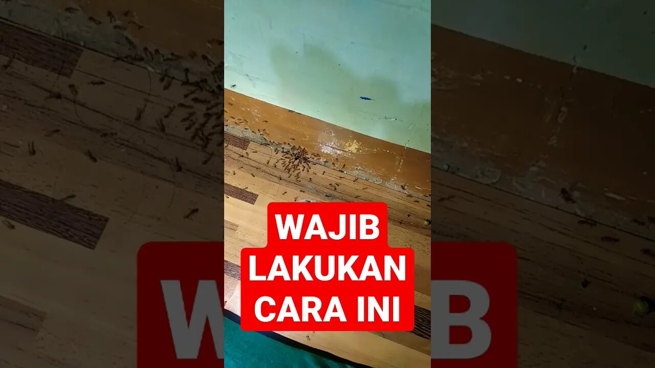 WAJIB LAKUKAN CARA INI