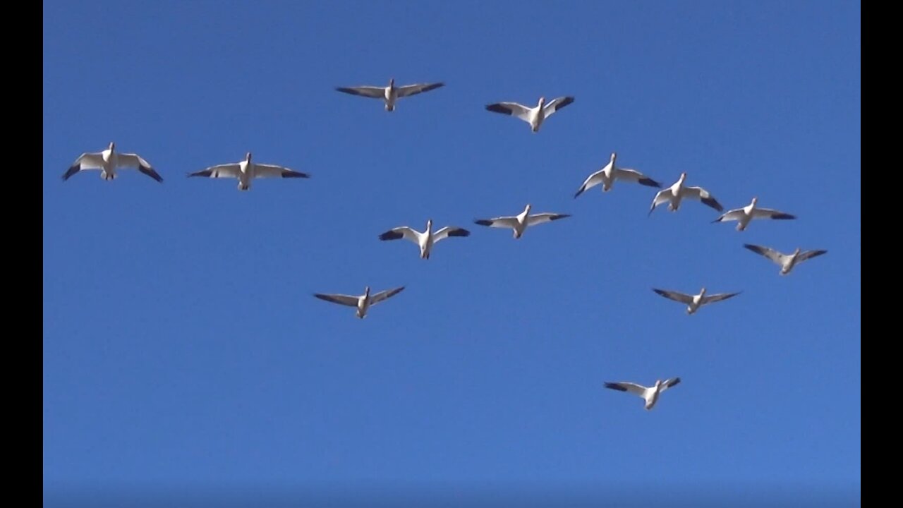 Snow Geese in Richmond, BC, Canada.