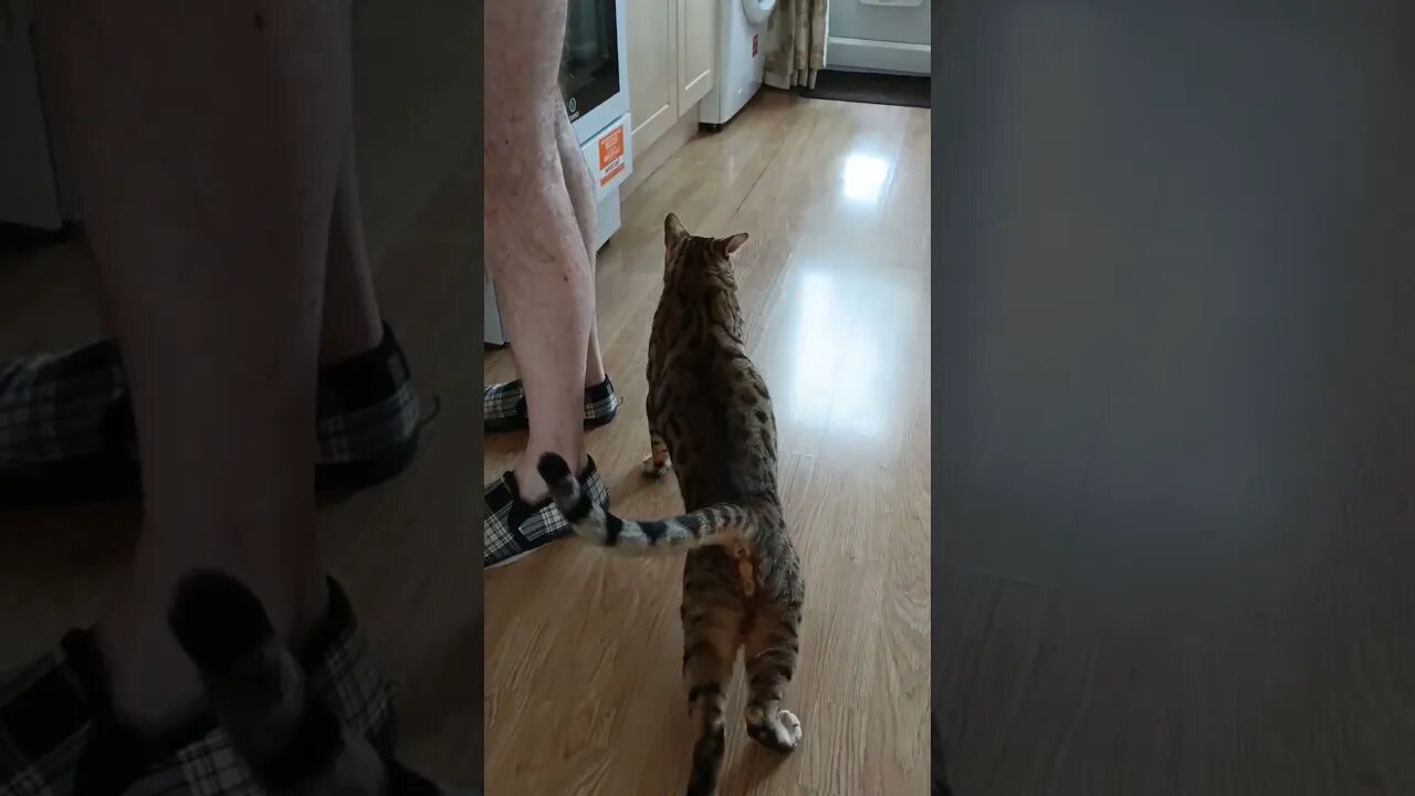 Will bite for food 😹🐆 #bengalcat #funnycatvideo