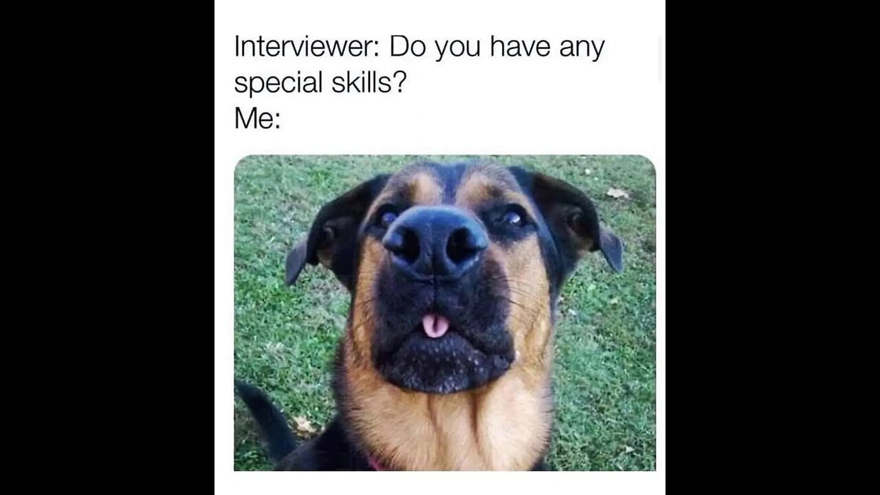 Animals funny videos