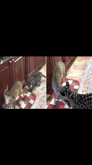 Baby leopards and deer have been good friends since birth