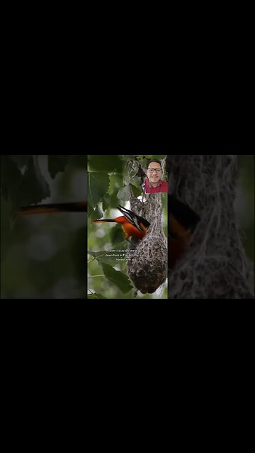 The Oriole is iconic in Maryland