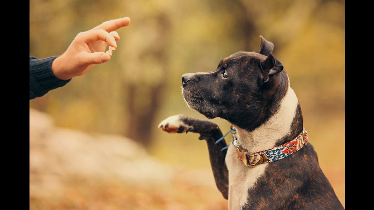 Get A Fully Aggressive DOG With Few Simple Tips At Home